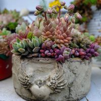 オリーブ,姫バラ　ほほえみルージュ,カリブラコアカリタスティックダブル,ばら バラ 薔薇,GSの繋がりに感謝♡の画像