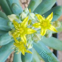 ヒスパニクム,恋心,そよ風の天使,薄雪万年草,多肉のお花の画像