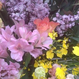 花束,おめでとう,大相撲,散策さんぽ,鉄人 玉鷲の画像