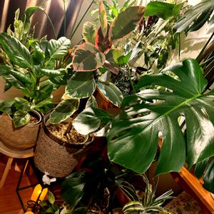 観葉植物,癒し,グリーンのある暮らし,ジャングル化,自然大好きの画像