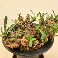 ユーフォルビア・峨眉山,峨眉山(ガビサン),観葉植物の画像