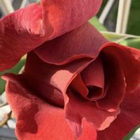 バラ,赤い薔薇,バラ ブラックティー,ばら,癒しの画像