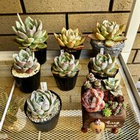 白雪ミセバヤ,レッドベルベット,多肉植物,実生苗,感謝の画像