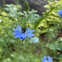 ニゲラ,エレモフィラ,カンパニュラ アルペンブルー,花のある暮らし,大好きなお花の画像