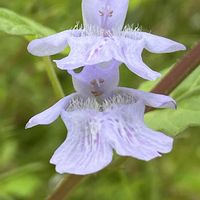 カキドオシ,山野草の画像