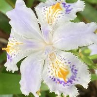 シャガ,お出かけ先にての画像