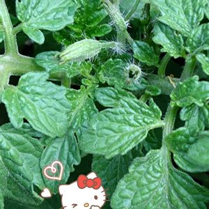ミニトマト,プランター栽培,鉢植えミニトマト,ミニトマトの栽培,種蒔きからの栽培の画像