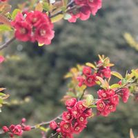 ボケ,ボケ,ボケ,レンギョウ,コニファーの画像