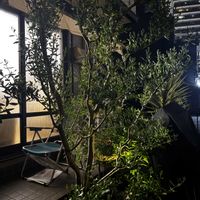 オリーブ,外構,ビフォーアフター,庭の画像