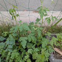 フウセンカズラ,ヘチマ,天草市,家庭園芸,季節の花便りの画像