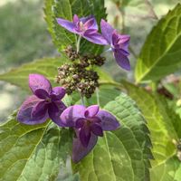 アジサイ,紫陽花,山紫陽花,山あじさい,あじさいの画像
