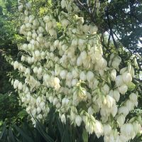 ユッカ,庭の画像