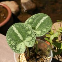 カンアオイ,寒葵,和風,観葉植物,鉢植えの画像