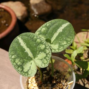 カンアオイ,寒葵,和風,観葉植物,鉢植えの画像