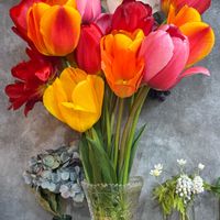 チューリップ,赤い花,切り花,職場にて,真っ赤な火曜日の画像