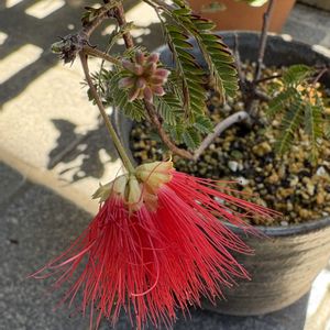 ネムノキ,赤花ネムノキ,ヒネム,ヒネム(緋合歓),赤い花の画像