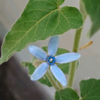 イキシア,ヒスイカズラ,ニオイバンマツリ,ブルースター,山紫陽花の画像