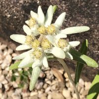 エーデルワイス,可憐な花,白い恋人達,明日はきっと良い日になる,2019同期の画像