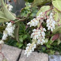 アセビ,エゴノキ,ドウダンツツジ,ブルーベリー,セイヨウイワナンテンの画像
