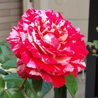 バラ・トイ トイ トイ！,鉢植え,花のある暮らし,植物のある暮らし,植中毒の画像
