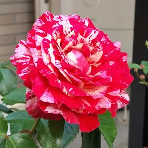 バラ・トイ トイ トイ！,鉢植え,花のある暮らし,植物のある暮らし,植中毒の画像