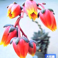 大和錦,エケベリア 大和錦,ダイソー,エケベリア属,植物男子ベランダーの画像
