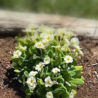 センダン,センダン,プリムラ,プリムラ,登山の画像