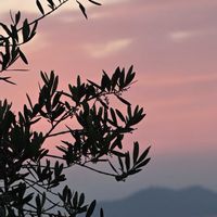 オリーブ,ヒメイワダレソウ,コマツヨイグサ,山野草,朝焼けの画像