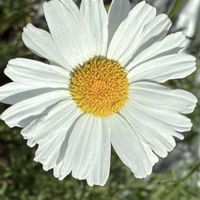 ジャーマンカモミール,オルレア・ホワイトレース,白花虫除菊,白花虫除菊,平和を願うの画像