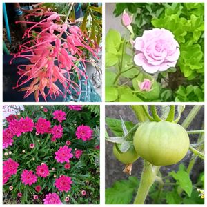 トマト,ボンザマーガレット,グレビレアロビンゴードン,鉢植え,地植えの画像