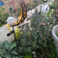 アガスターシェ,開花,カラーリーフ,銅葉,宿根草♪の画像