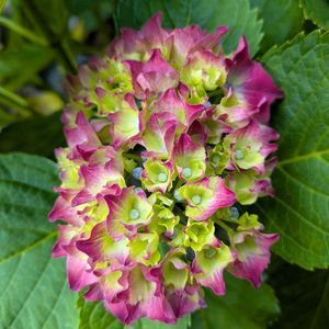 寄植え,ハンギング,白い水曜日,小さな庭,玄関アプローチの画像