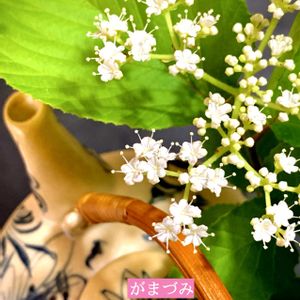 ガマズミ,山紫陽花,ヤマアジサイ 紅剣,盆栽,小品盆栽の画像
