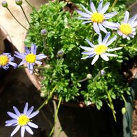 ブルーデージー,ビオラ ひとつぶの涙,ビオラ ひとつぶの涙,ペチュニア花衣 瑠璃静,青い花マニアの画像