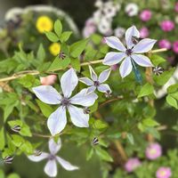 クレマチス,クレマチス 風の方位,ガーデニング,花のある暮らし,マンションの庭の画像