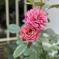 バラ,葵の上,バラ　葵の上,ガーデニング,ロサオリエンティスの画像