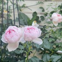 薔薇,ガーデニング,ナチュラルガーデン,手作りの庭,花のある暮らしの画像