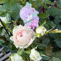 パシュミナ,オプティマラブリープリンセス,ガーデニング,花のある暮らし,バラ・ミニバラの画像