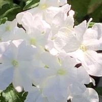 宿根バーベナ,ありがとう♡,放ったらかし隊,めんこ〜い(｡•ᴗ•｡)♡,人に優しくの画像