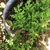 イワヒバ,ギボウシ,鉢植え,ガーデニング,ホスタの画像