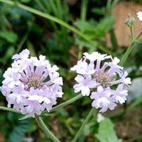宿根バーベナ,庭の花,シェードガーデン,日陰の庭の画像