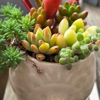 黄麗,ブロウメアナ,虹の玉,リトルビューティー,パリダムの画像