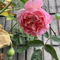 バラ ソニア リキエル,バラ好き,バラを楽しむ,バラのある暮らしの画像