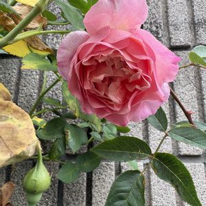 バラ ソニア リキエル,バラ好き,バラを楽しむ,バラのある暮らしの画像
