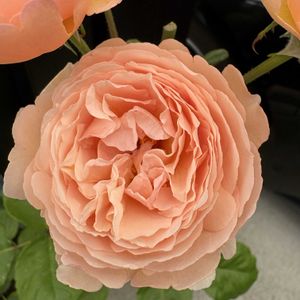 バラ,バラ,バラ プリンセスシャルレーヌドゥモナコ,バラ プリンセスシャルレーヌドゥモナコ,薔薇  プリンセスシャルレーヌドゥモナコの画像