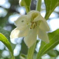 ホオズキ,ホオズキ,ホオズキ,白い花,5月の画像