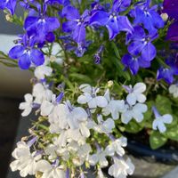 ロベリア,八重咲きペチュニア,寄せ植え,青い花マニア,チーム・ブルーの画像