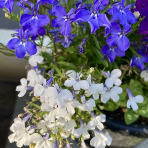 ロベリア,八重咲きペチュニア,寄せ植え,青い花マニア,チーム・ブルーの画像