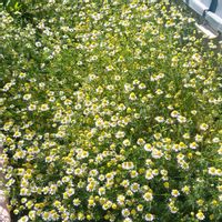 カモミール,カモミール,こぼれ種っ子,カモミールティー,白い水曜日♡の画像