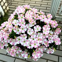 ペチュニア,サフィニア,春のお花,ももいろはーと,サントリー フラワーズの画像